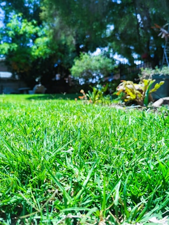 A lush, green lawn with vibrant grass under a bright, sunny sky. In the background, there is dense foliage with trees providing shade and some flowering plants adding splashes of color. The scene suggests a peaceful garden or park setting.