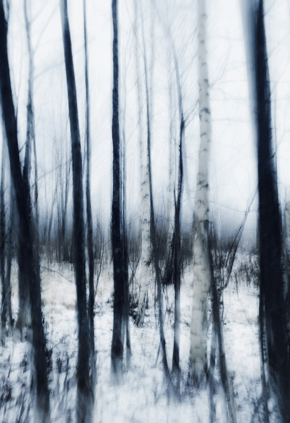 a blurry photo of trees in the snow