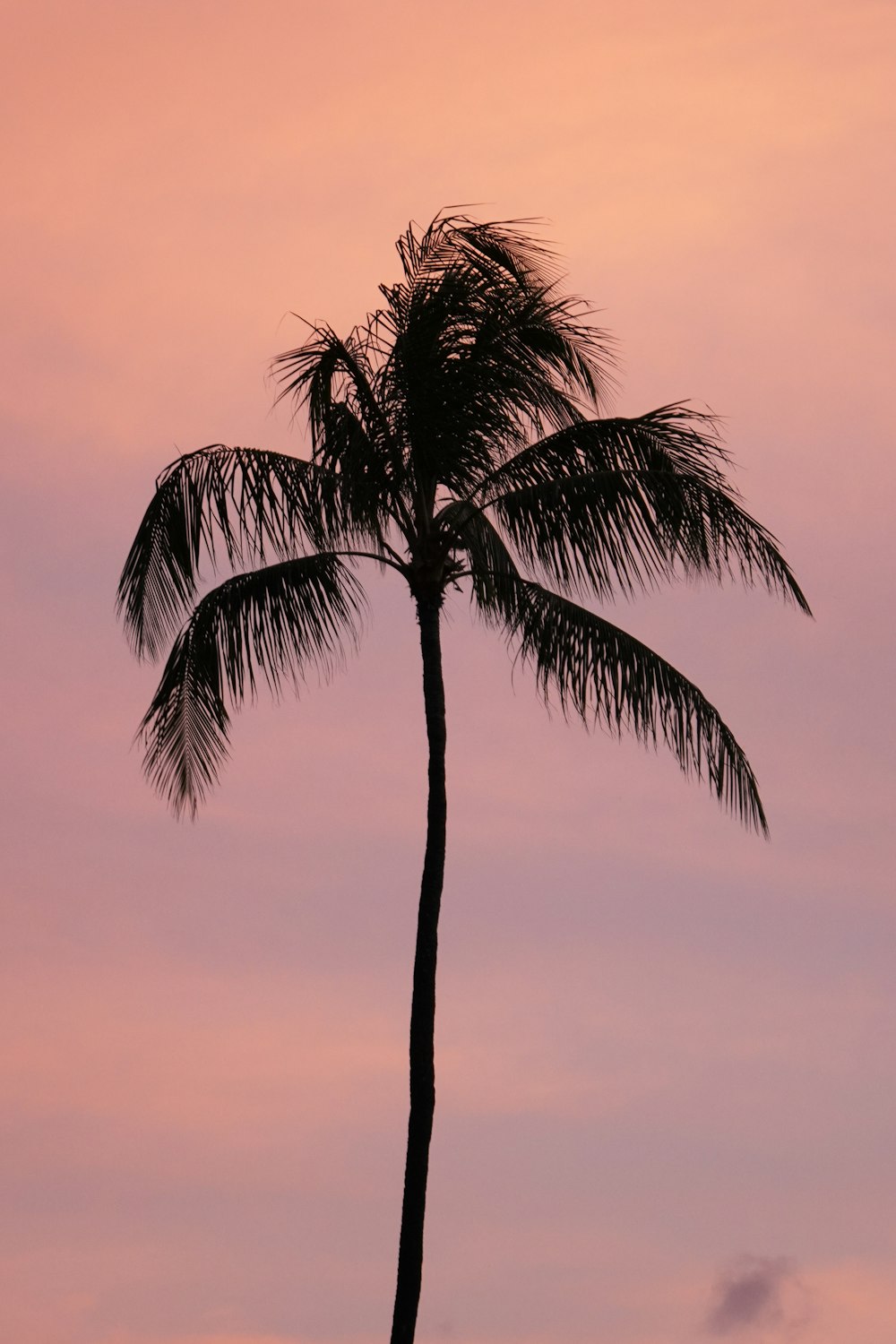 una palmera con un cielo rosado en el fondo