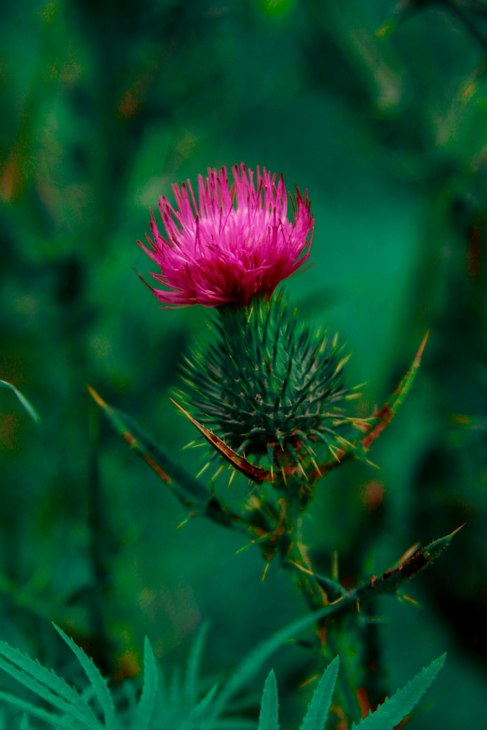 a close up of a pink flower on a plant