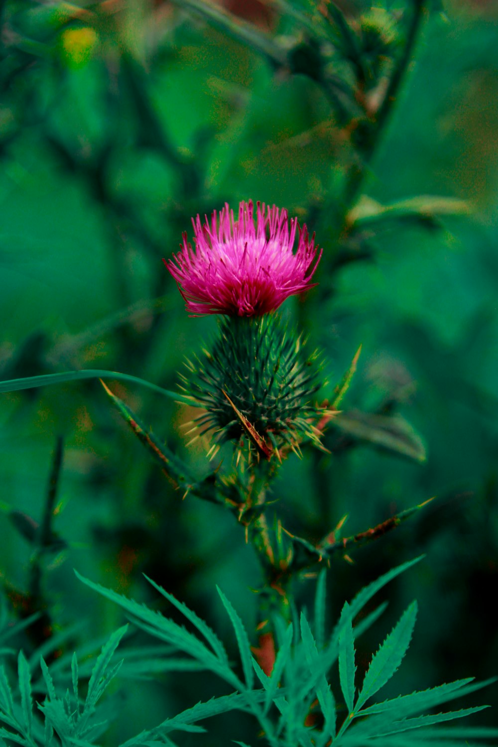 eine rosa Blume, die auf einer grünen Pflanze sitzt