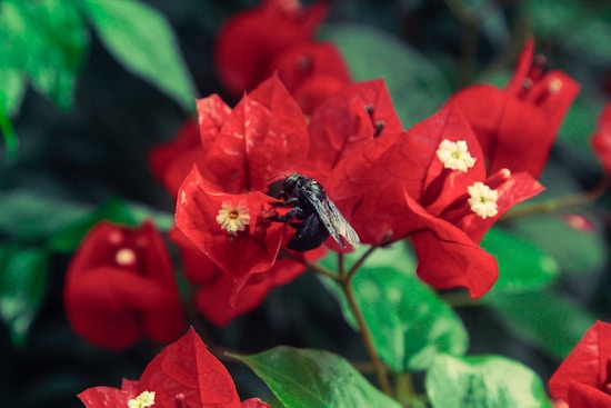 A black bee is perched on vibrant red flowers with small white and yellow centers, surrounded by green foliage.