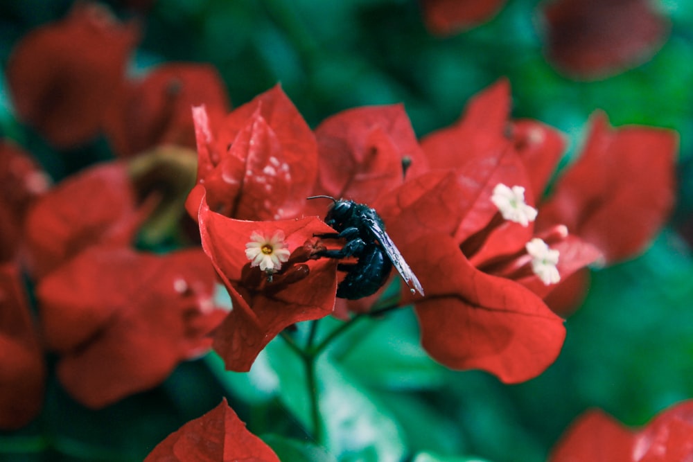 a bee is sitting on a red flower