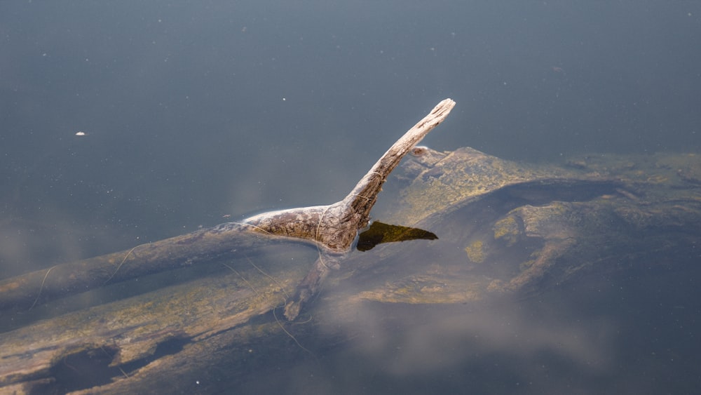 a bird floating on top of a body of water