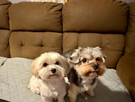Two small dogs dressed in matching colorful outfits, sitting side by side on a soft blanket.