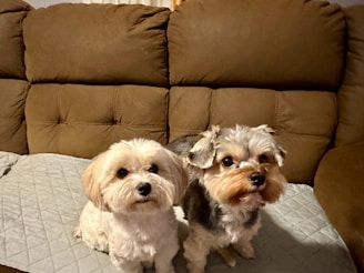 Two small dogs with fluffy coats are sitting comfortably on a beige couch. One dog has a light cream-colored fur, while the other dog has a combination of black, white, and brown fur. Both dogs are looking attentively towards the camera, seated on a light gray quilted blanket that covers the couch.