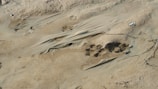 Footprints in the mud leading to an important clue in a case.