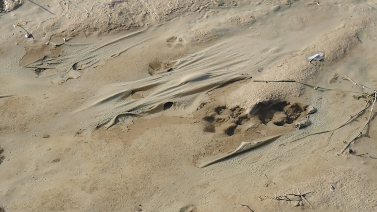 Footprints in the mud leading to an important clue in a case.