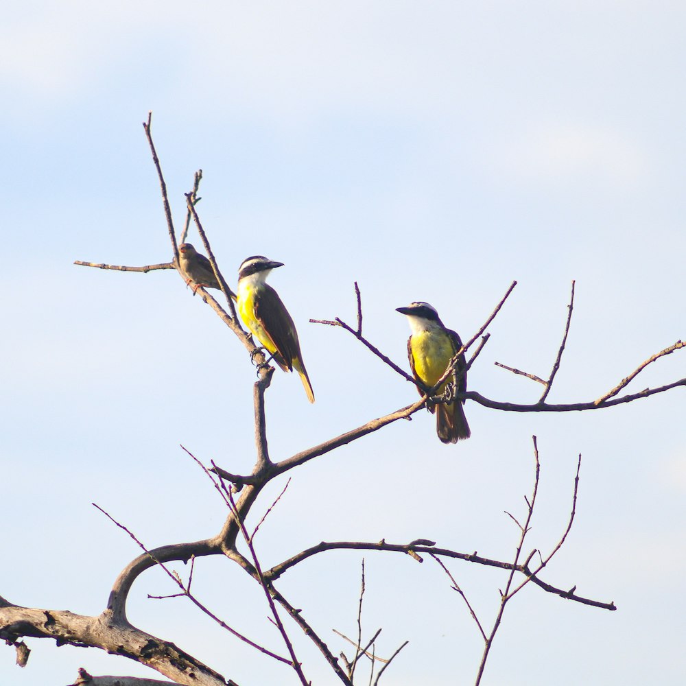 木の枝の上に座っている数羽の鳥