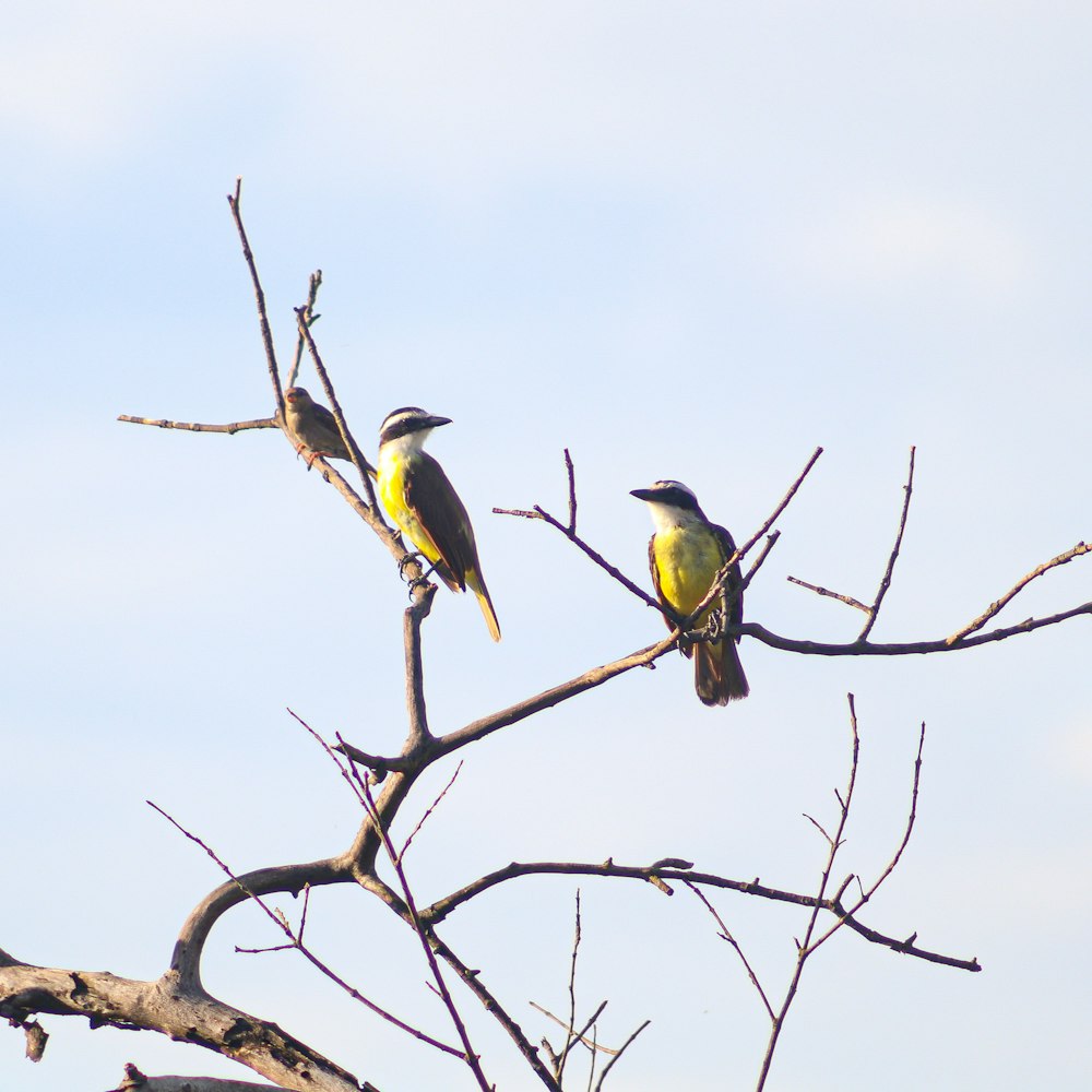 a couple of birds sitting on top of a tree branch