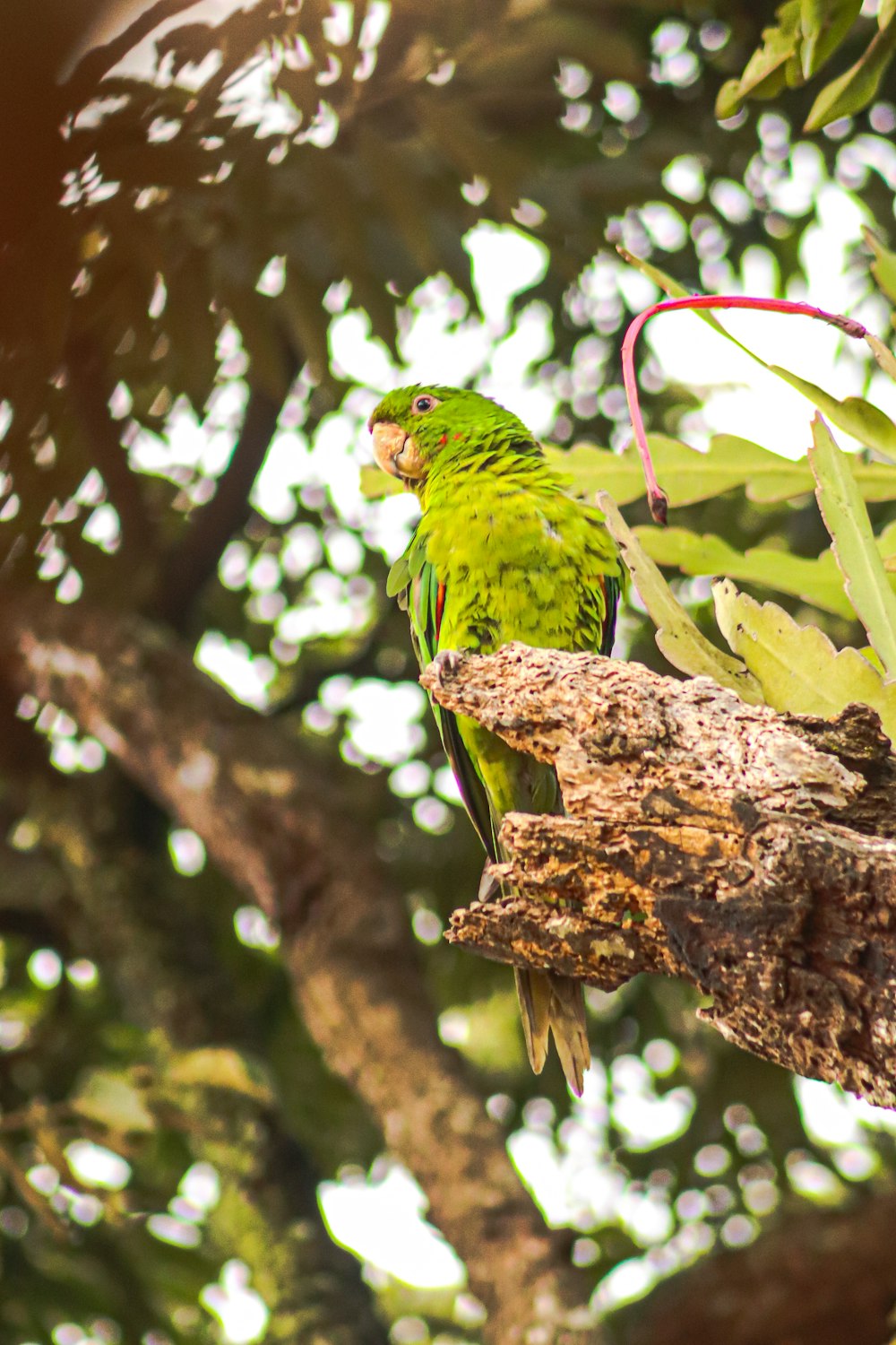 a green parrot perched on a tree branch