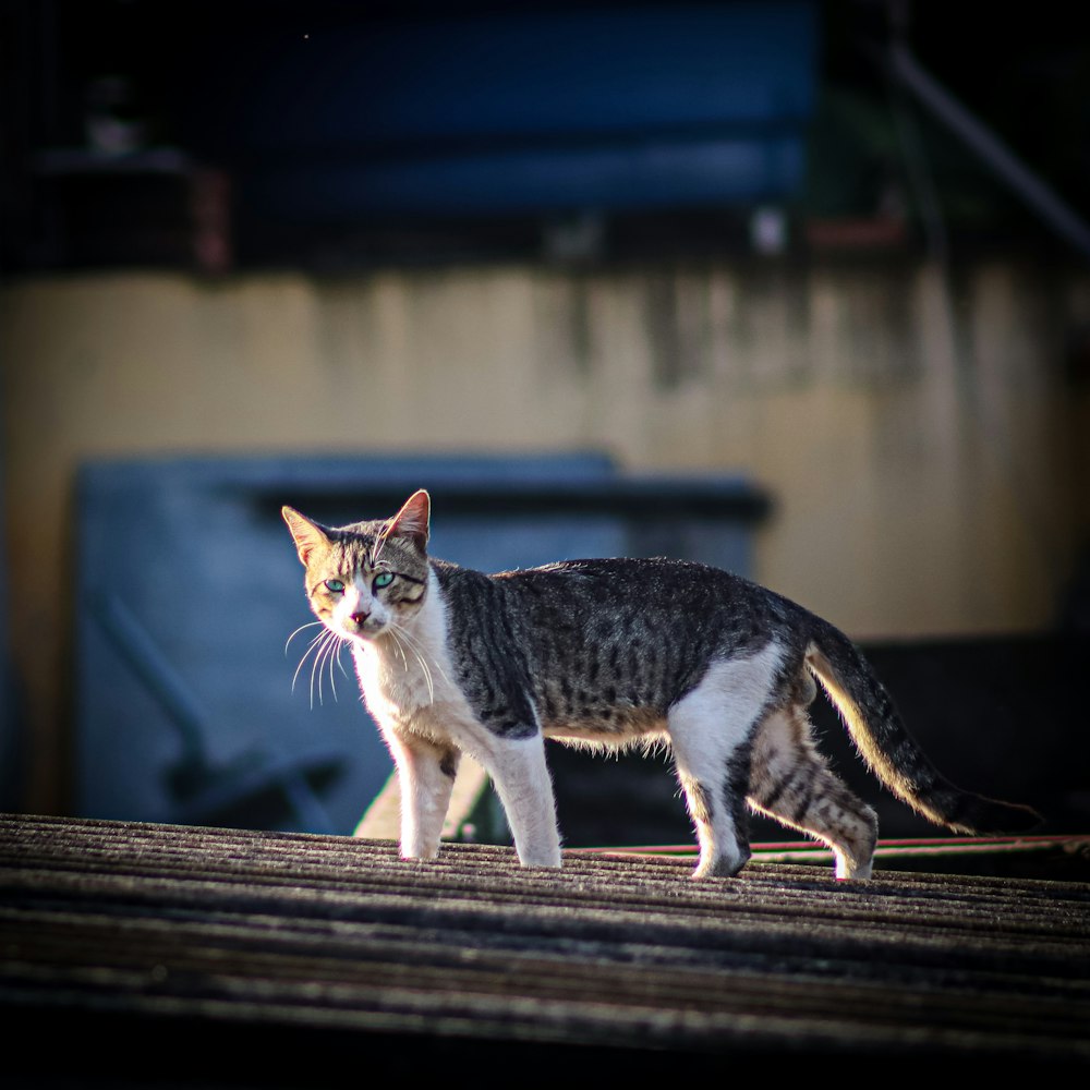 a cat standing on top of a roof next to a building