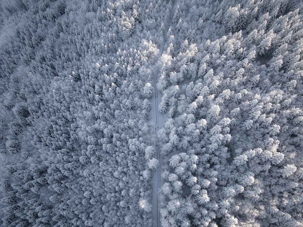 un camino en medio de un bosque cubierto de nieve