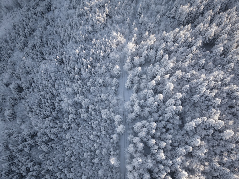 a road in the middle of a forest covered in snow