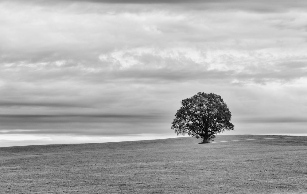 Un arbre solitaire se dresse seul dans un champ