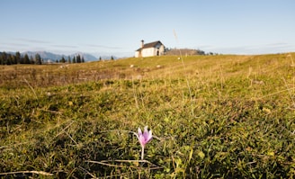 a lone flower in a field with a house in the background