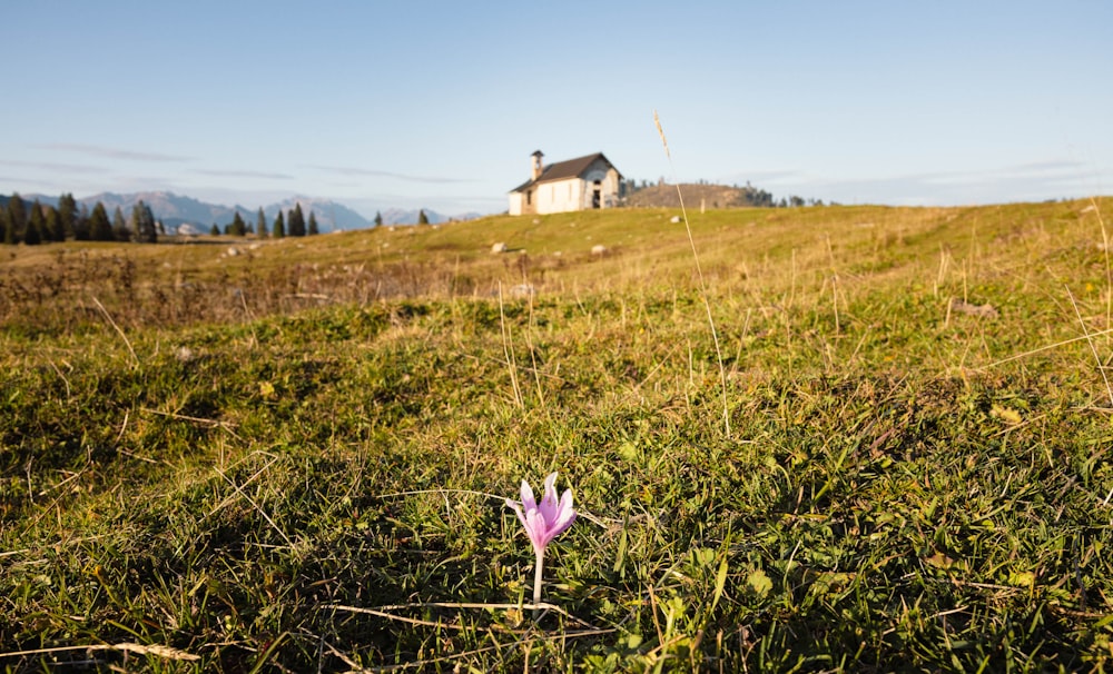 家を背景に野原に咲く一輪の花