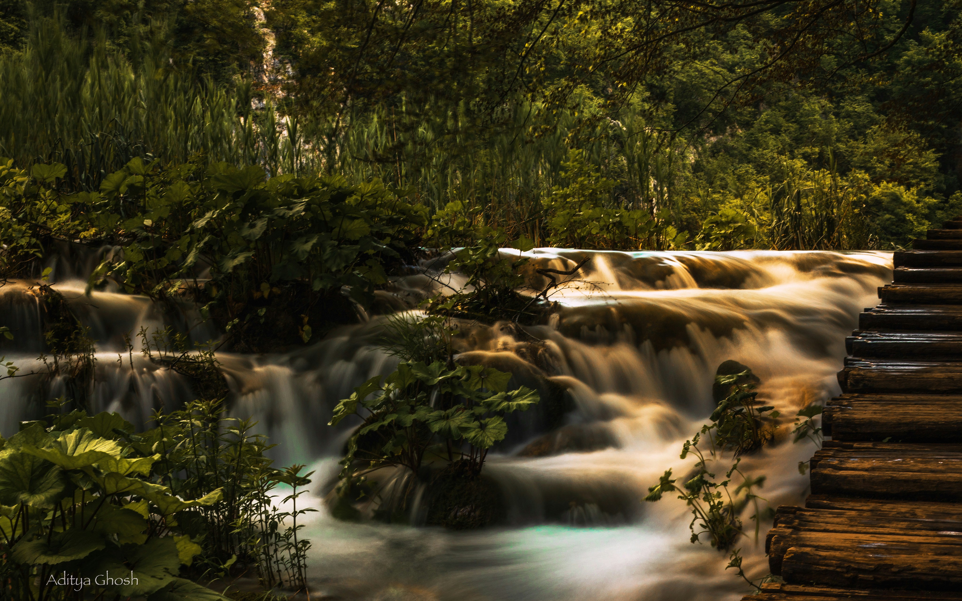 a stream of water running through a lush green forest