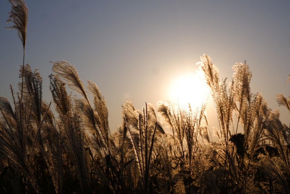 the sun is shining through the tall grass