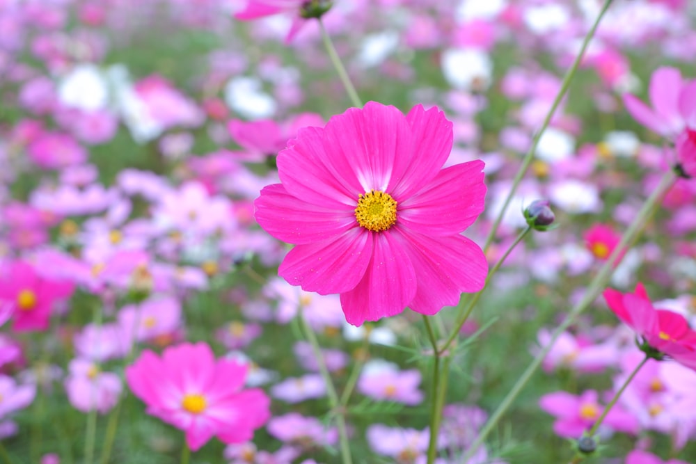 a field full of pink flowers with a yellow center