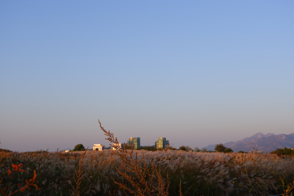 a field with tall grass and buildings in the background