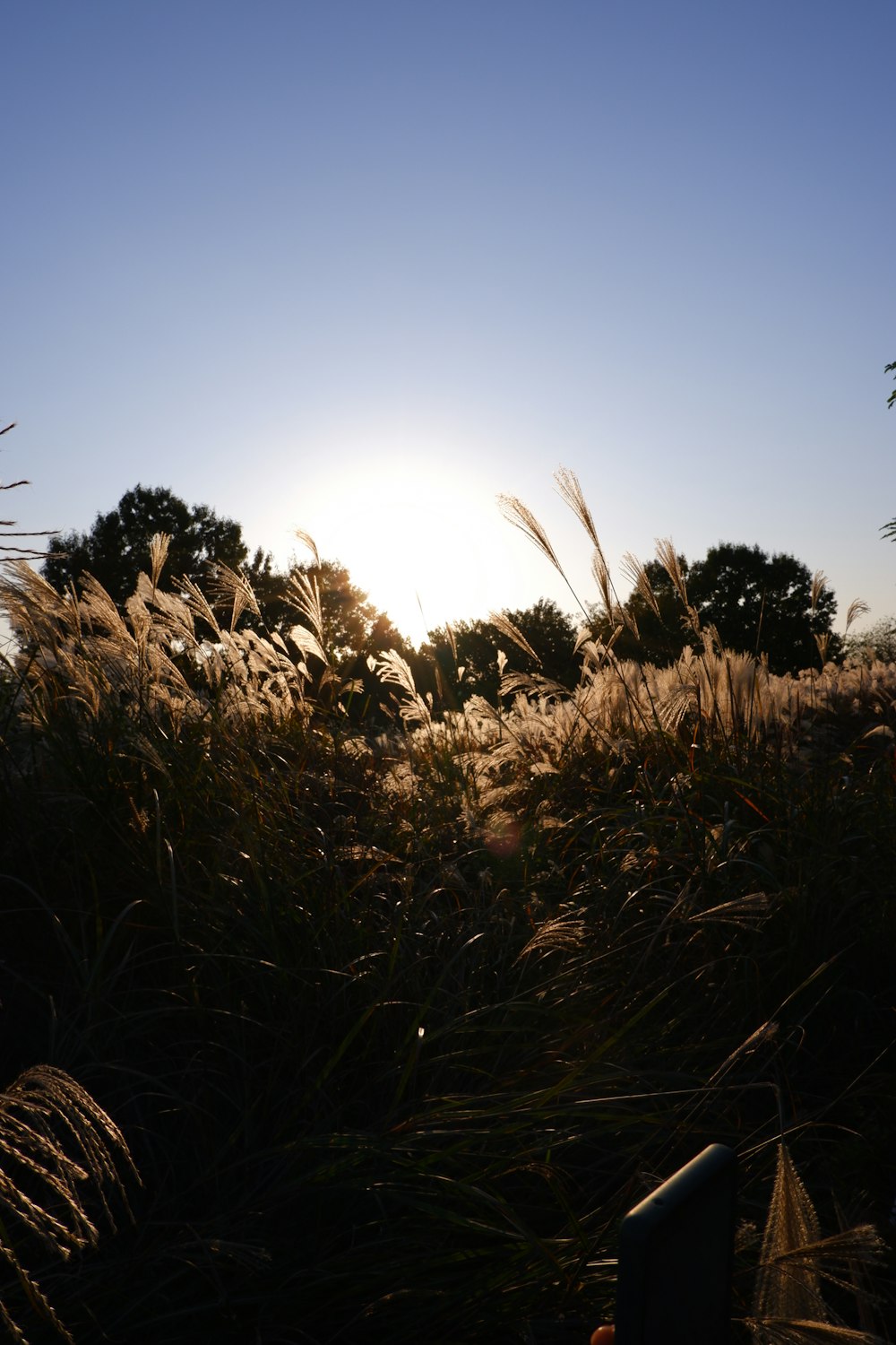 the sun is shining through the tall grass