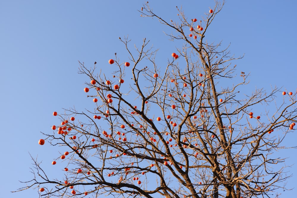 a bare tree with red fruit on it