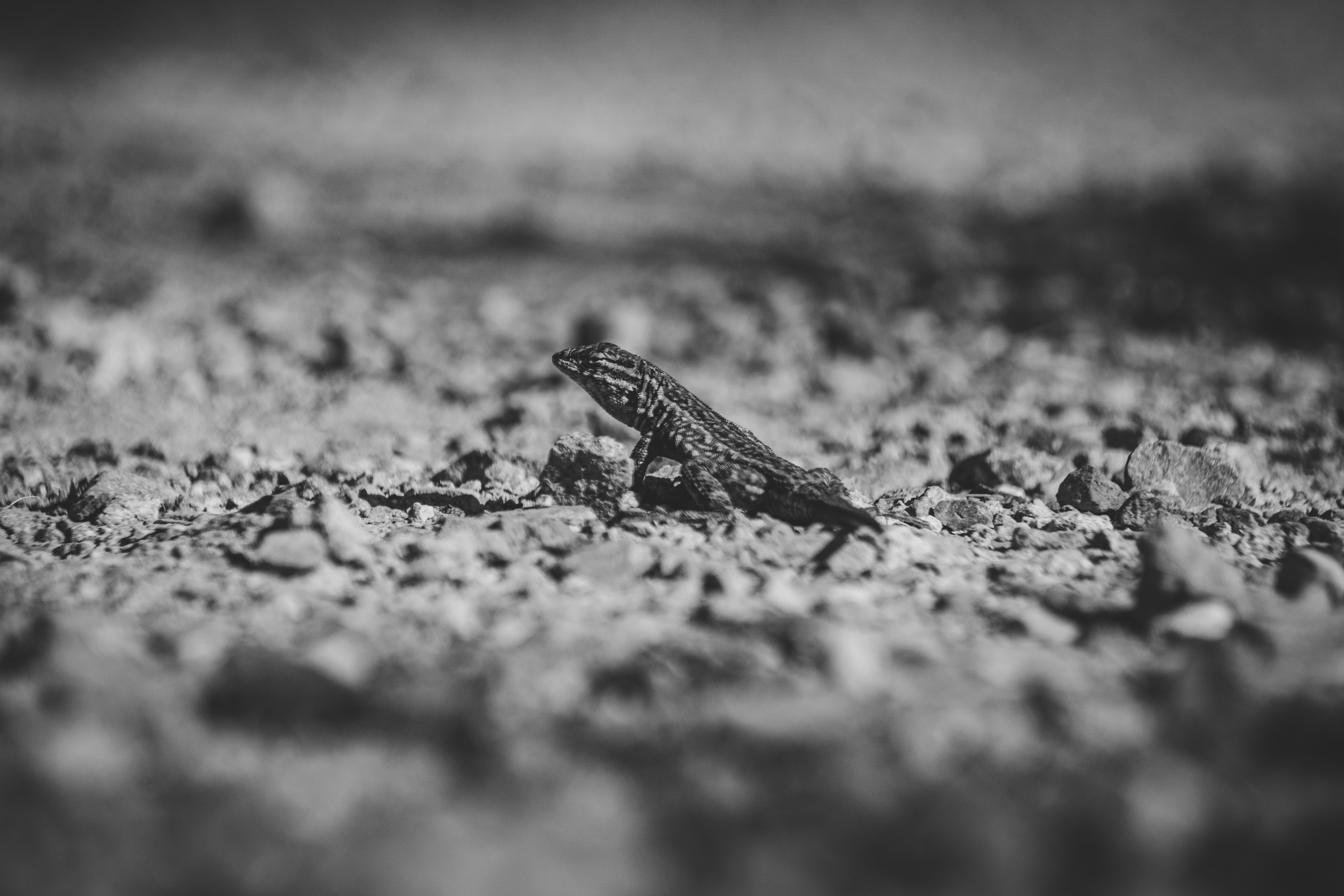 Photo by djparsleyart