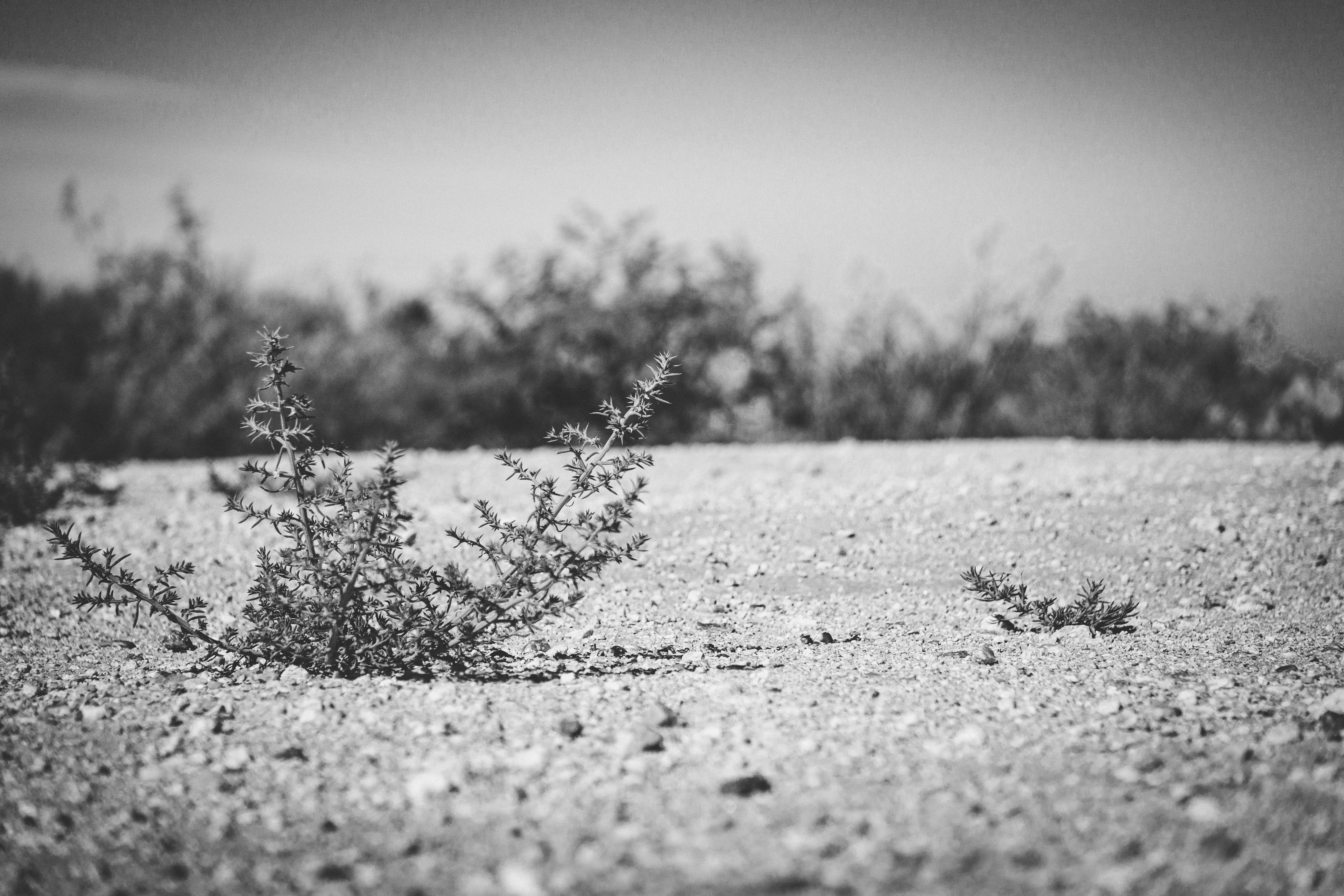 Photo by djparsleyart