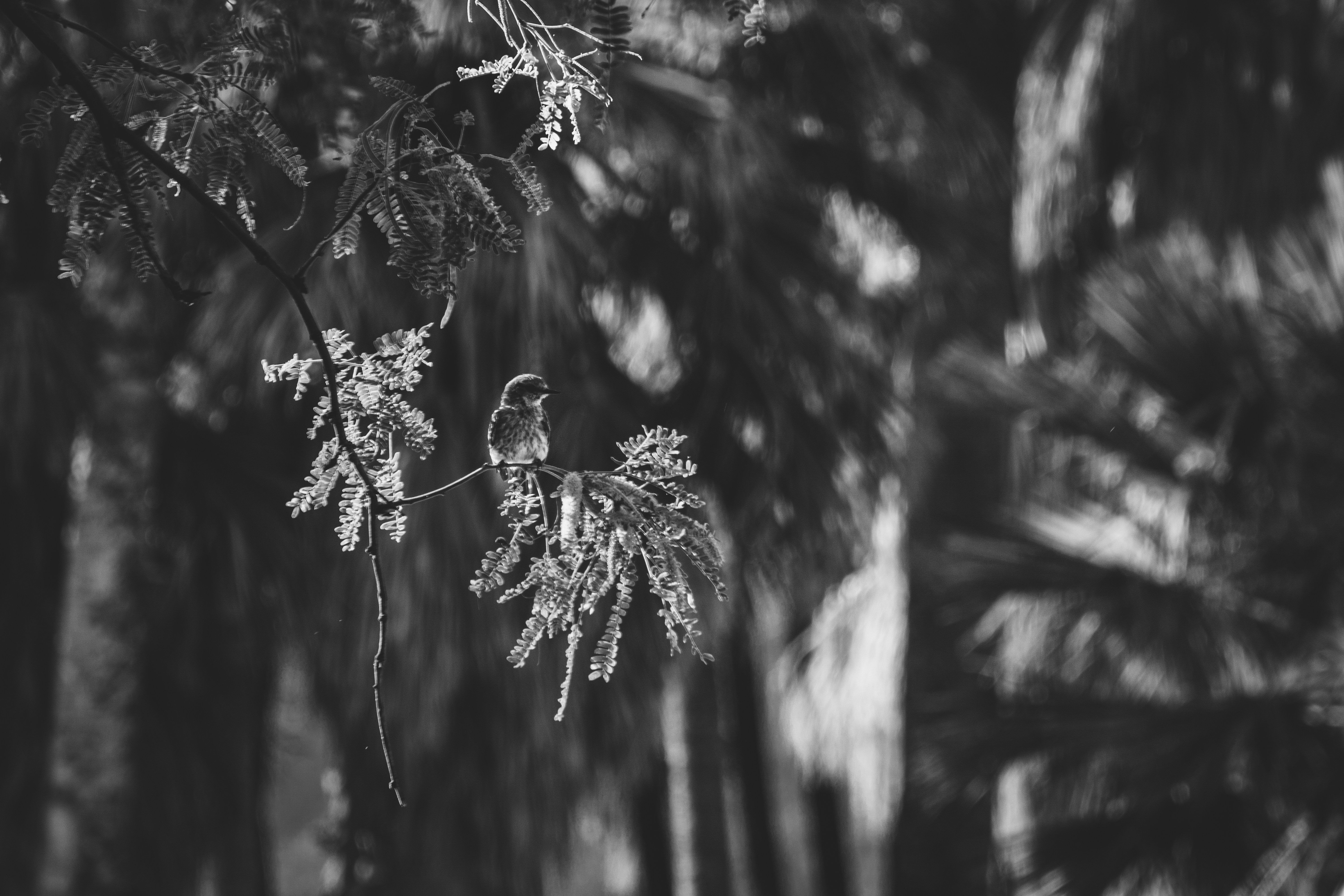 Photo by djparsleyart