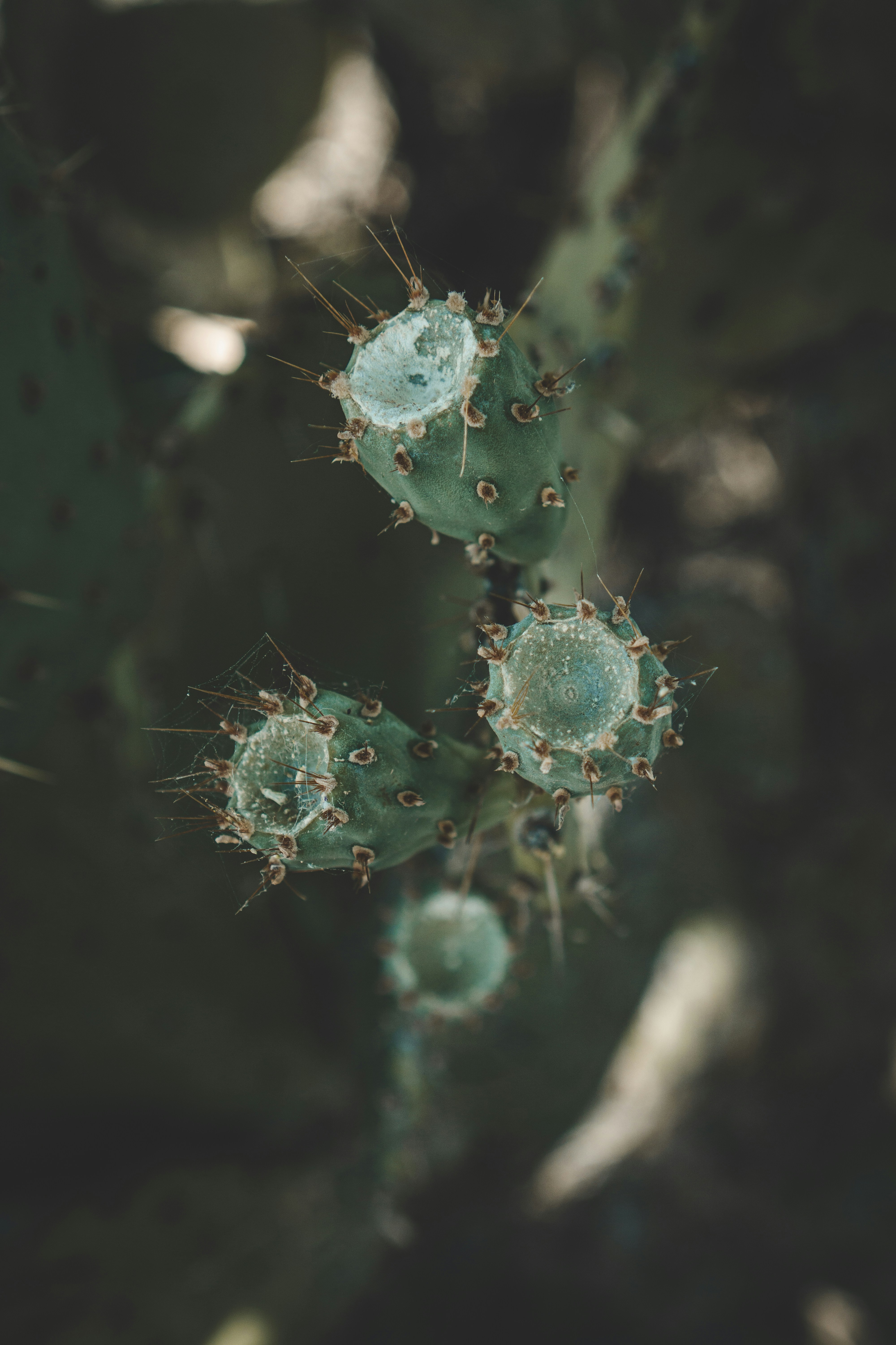 a close up of a cactus plant with small green flowers