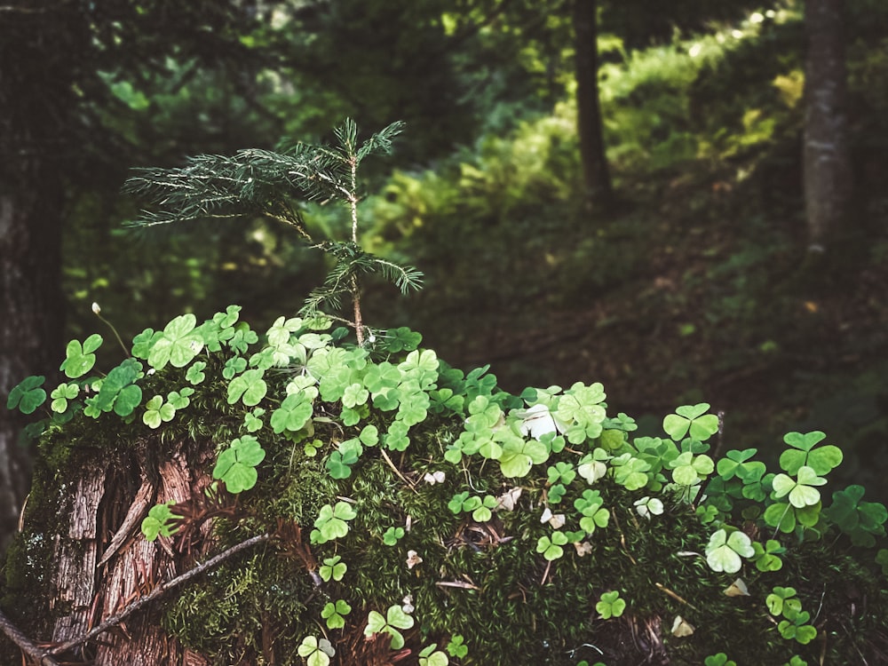 a tree stump with a plant growing out of it