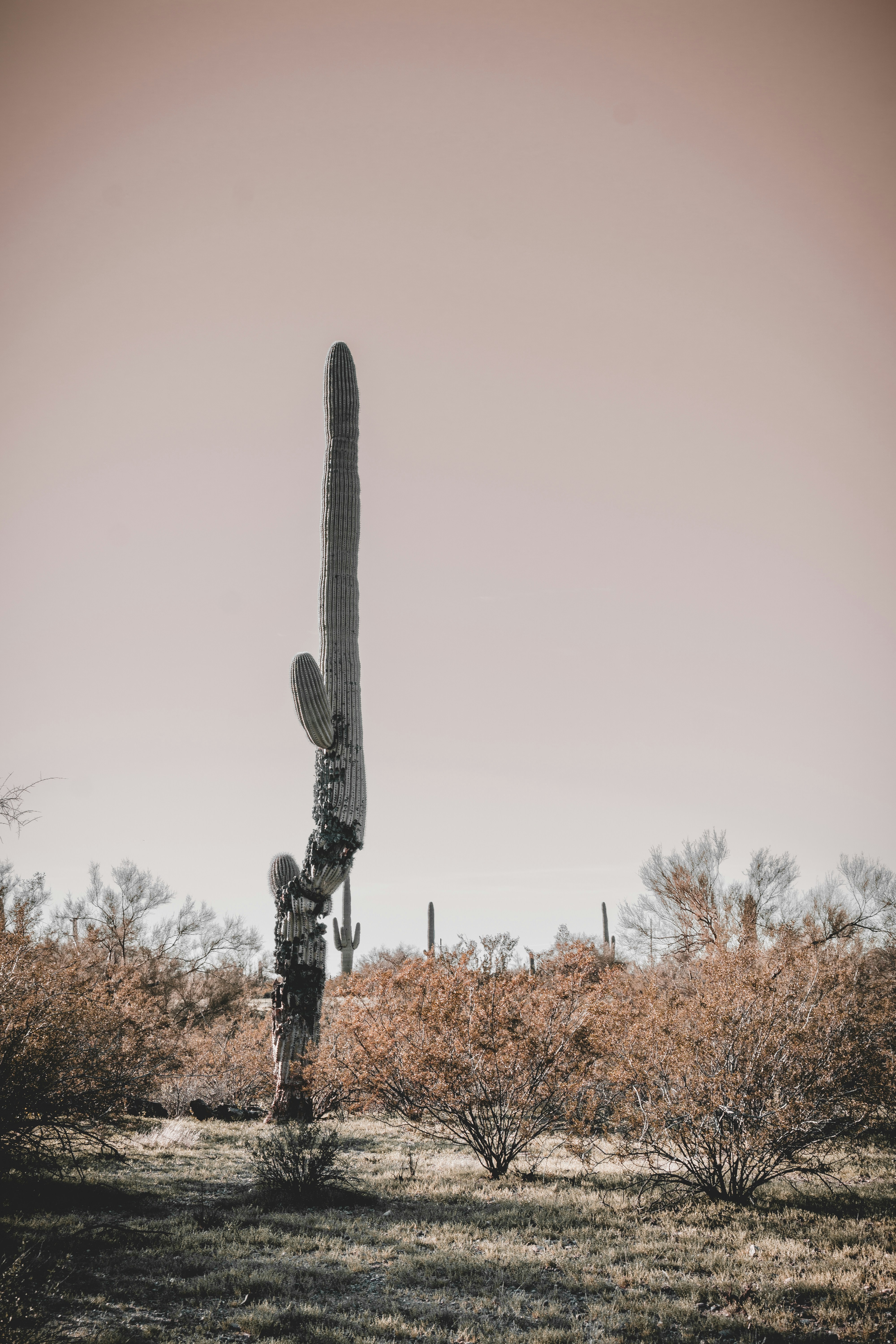 Photo by djparsleyart