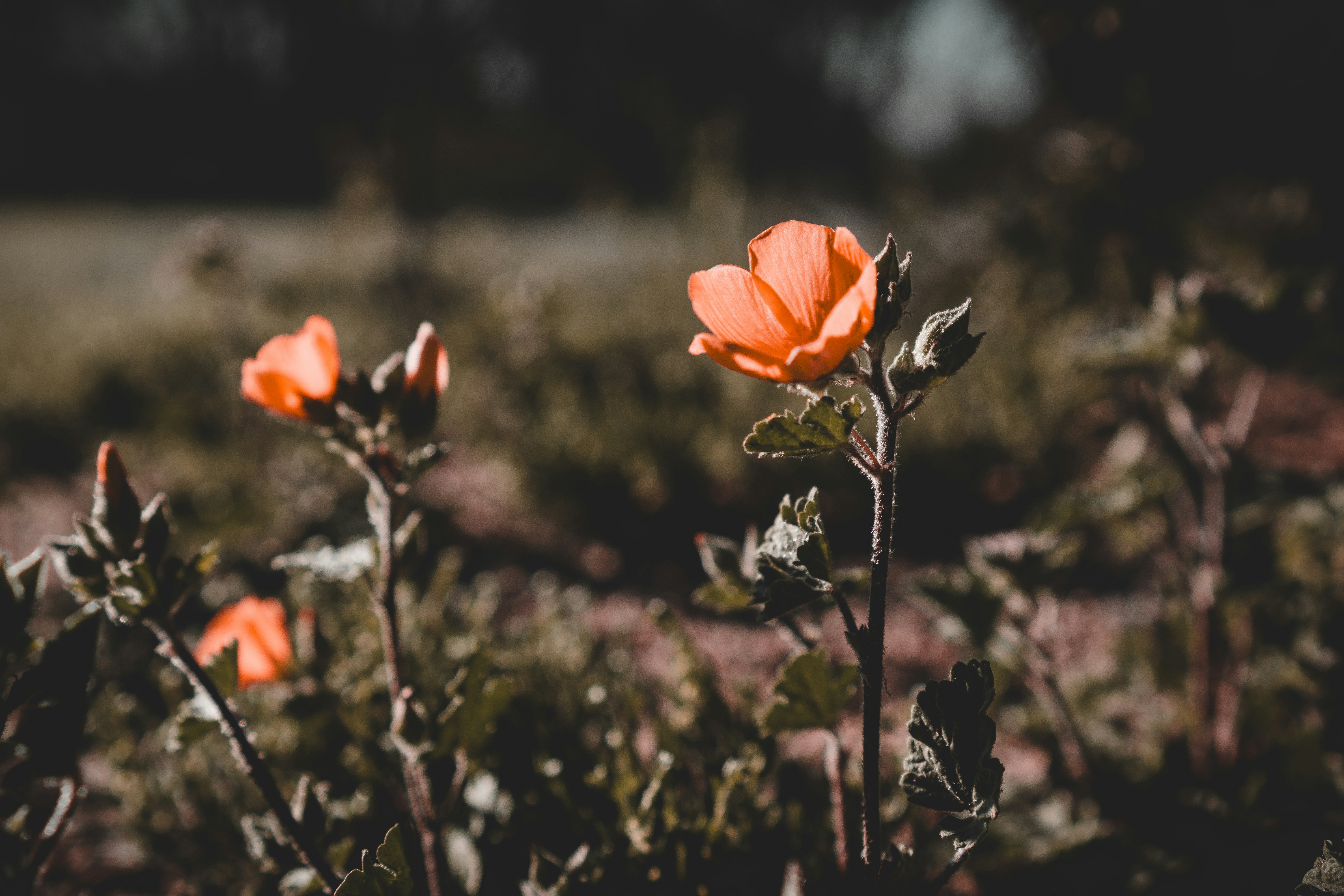 Photo by djparsleyart