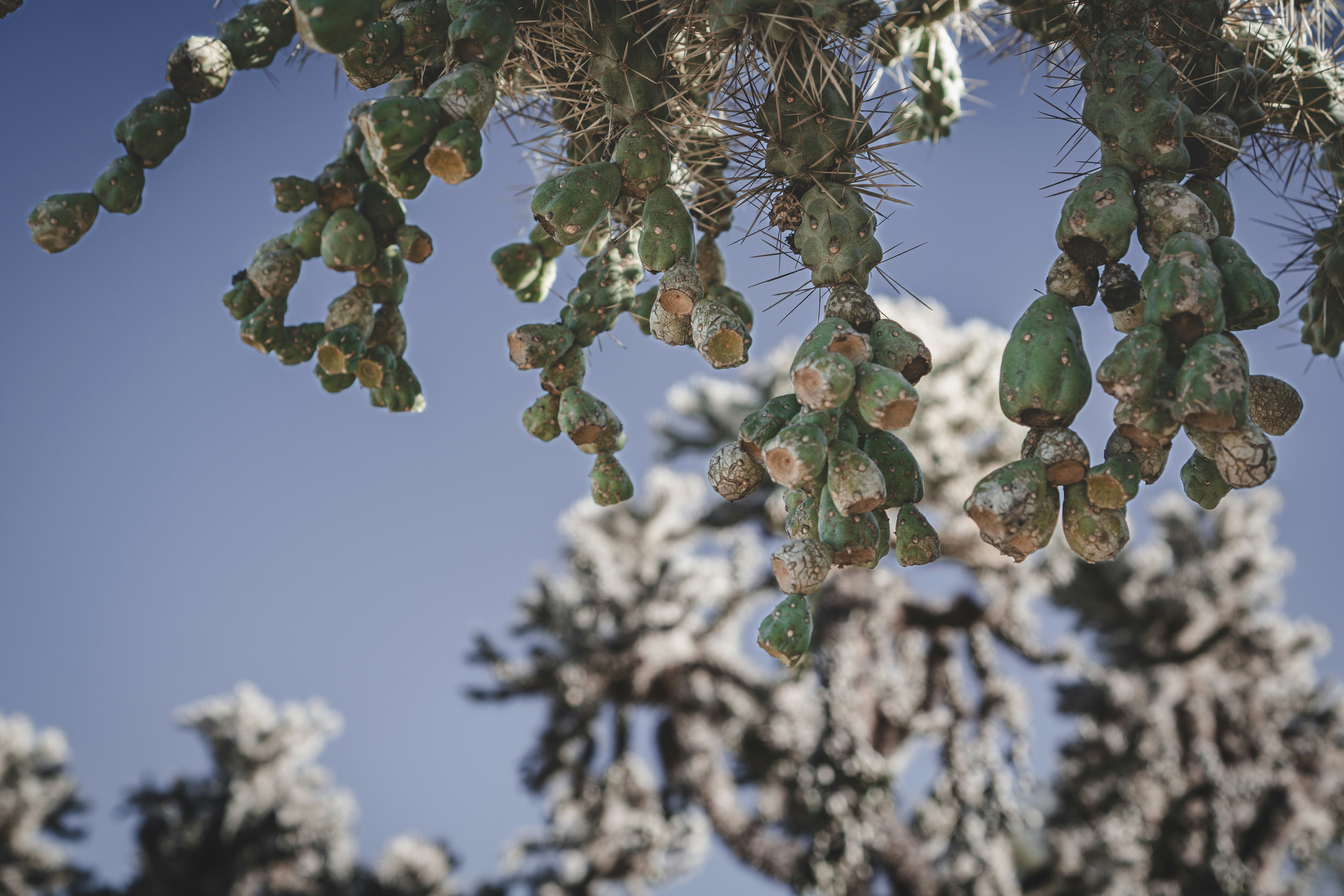 a bunch of pine cones hanging from a tree