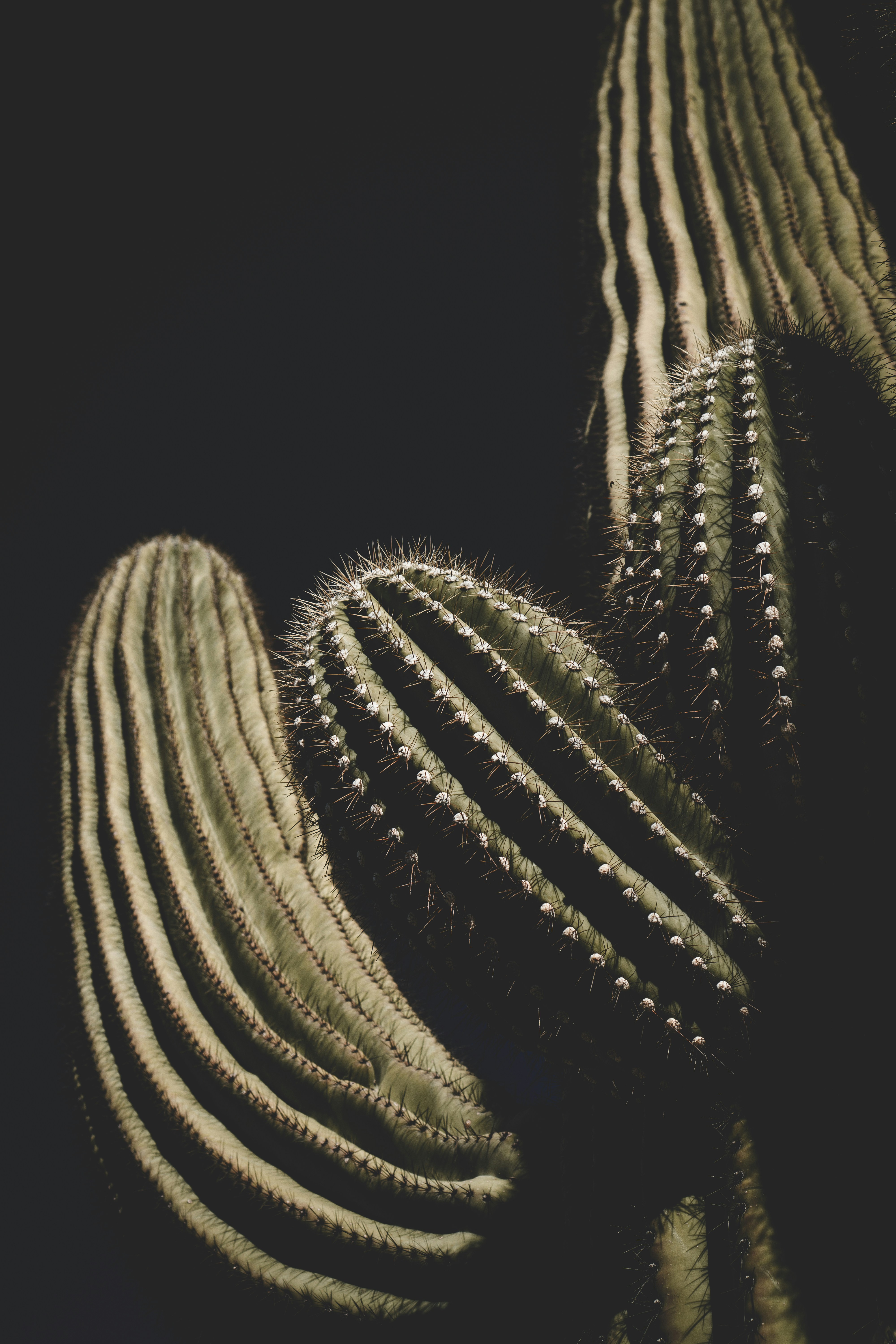a close up of a cactus with a black background