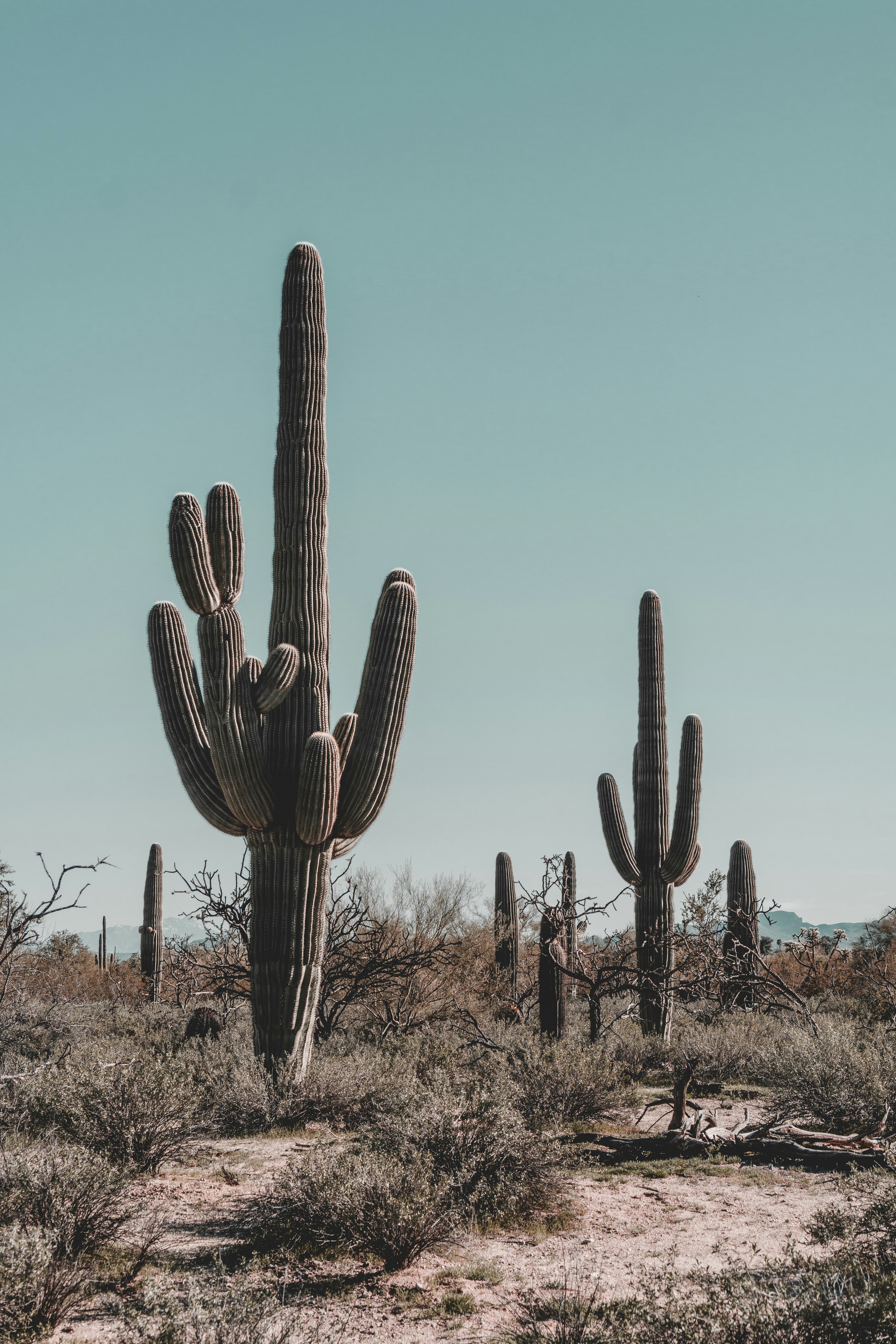 Photo by djparsleyart