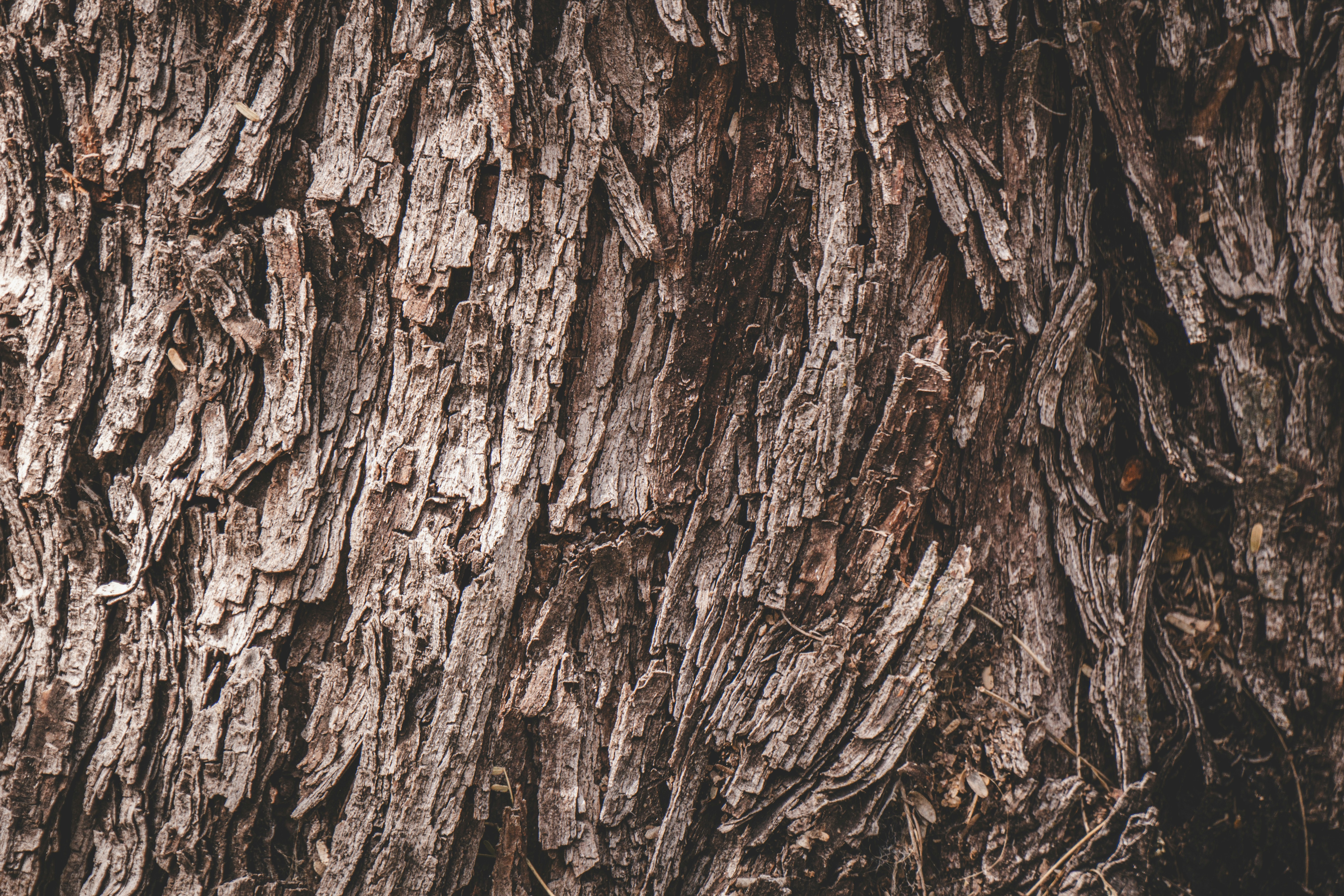 Photo by djparsleyart