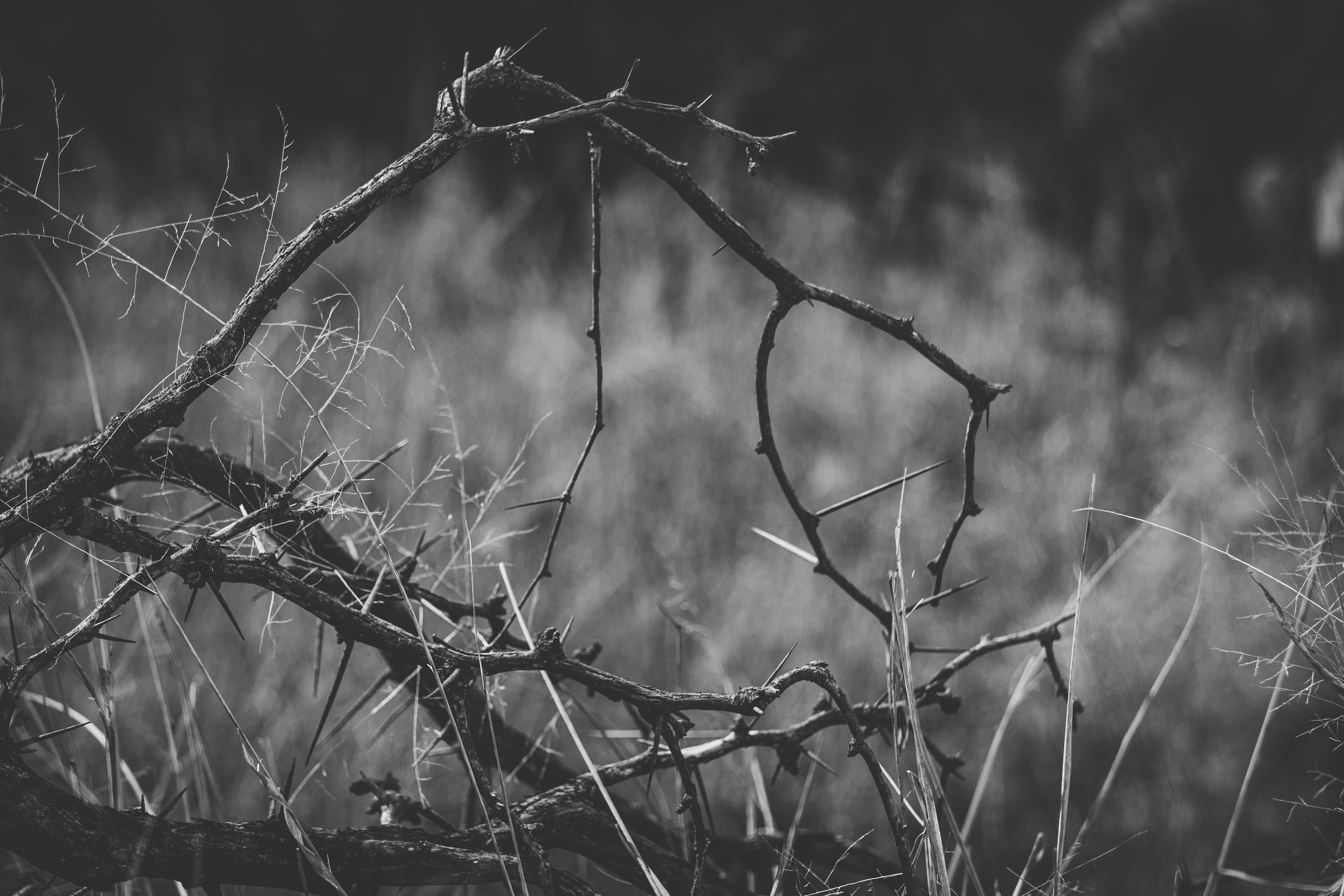 Photo by djparsleyart