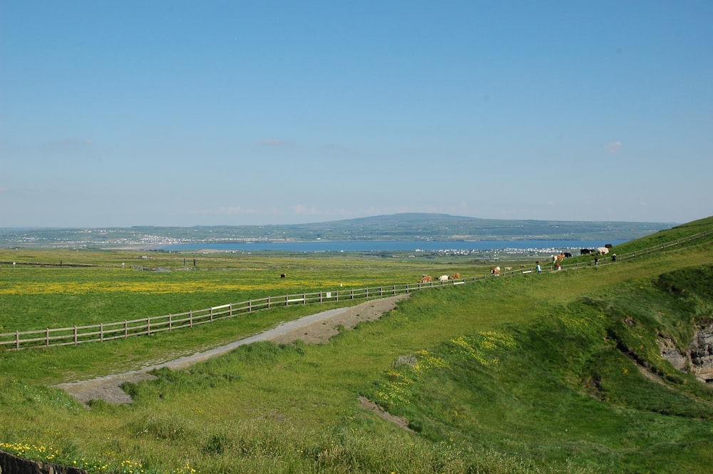 a lush green field with cows grazing on it