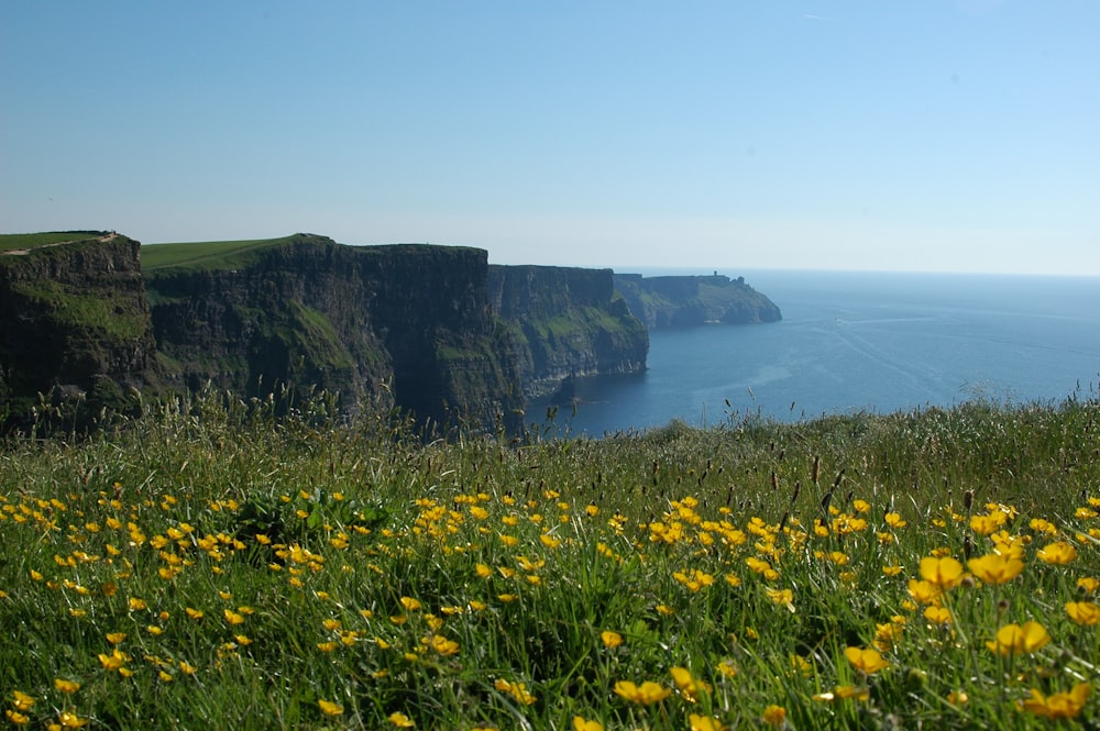 a grassy field with yellow flowers and cliffs in the background