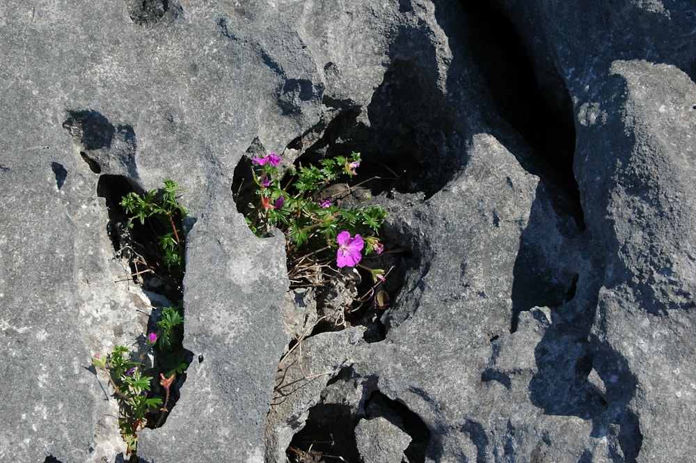 a couple of rocks with flowers growing out of them