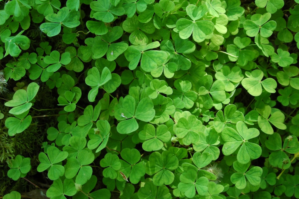 a close up of a bunch of green leaves