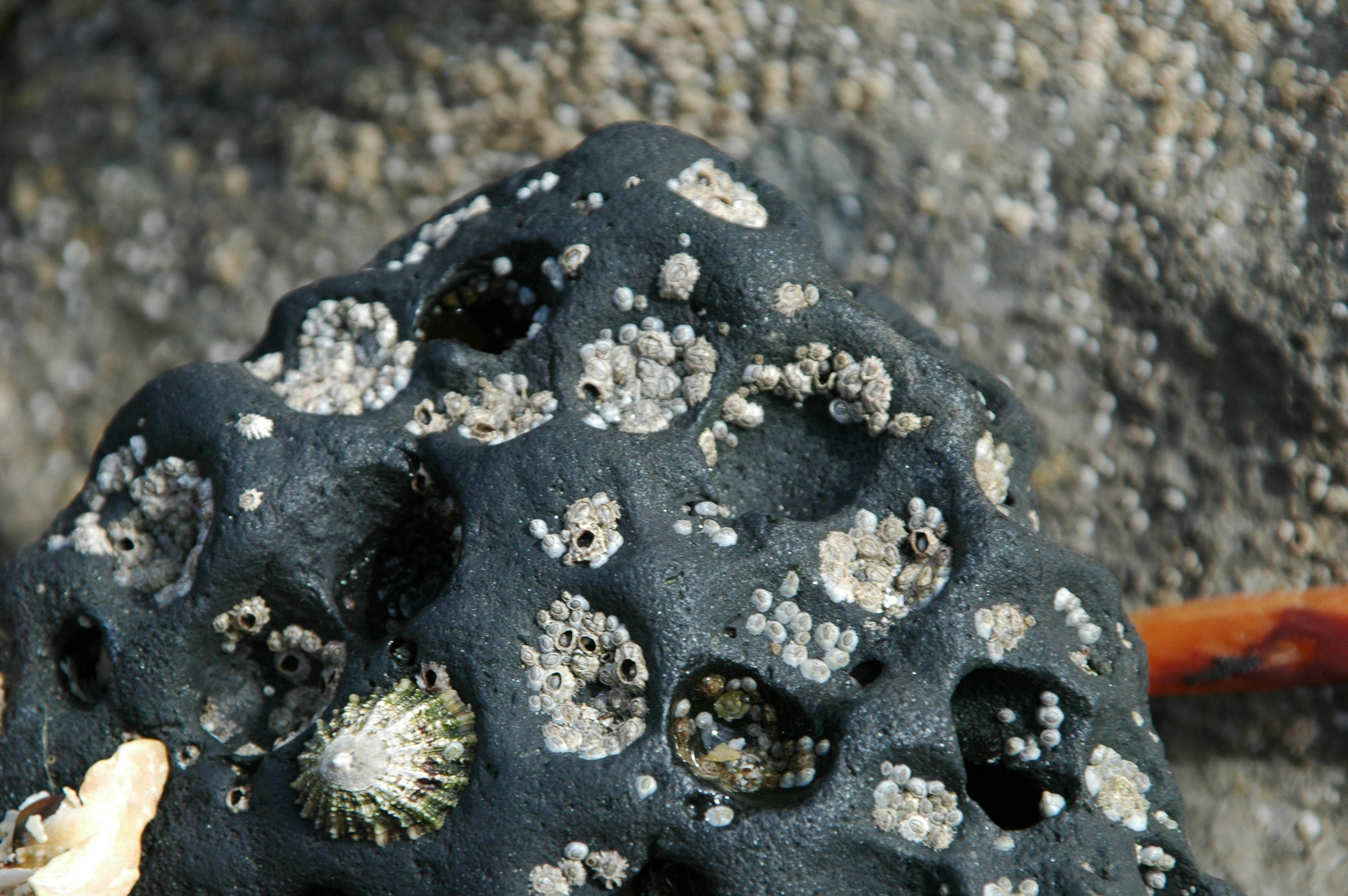 a close up of a rock with small rocks on it
