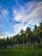 A tropical landscape featuring coconut palms and blue skies.