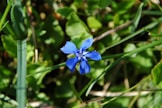 a small blue flower sitting on top of a lush green field