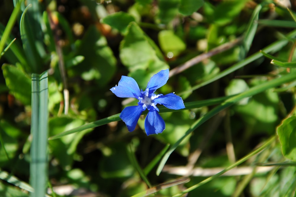 a small blue flower sitting on top of a lush green field