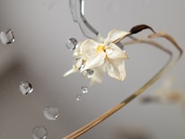 A dried flower is positioned against a reflective surface with water droplets scattered around. The flower has a faded appearance with wilting petals and a brownish stem, creating a contrast against the glossy droplets.