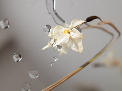 A dried flower is positioned against a reflective surface with water droplets scattered around. The flower has a faded appearance with wilting petals and a brownish stem, creating a contrast against the glossy droplets.
