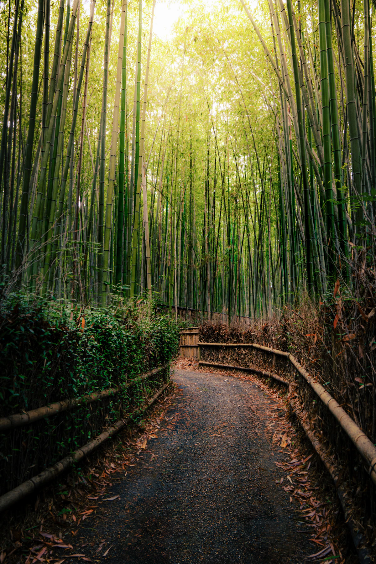 A green bamboo forest path in Arashiyama, Kyoto, after rainfall